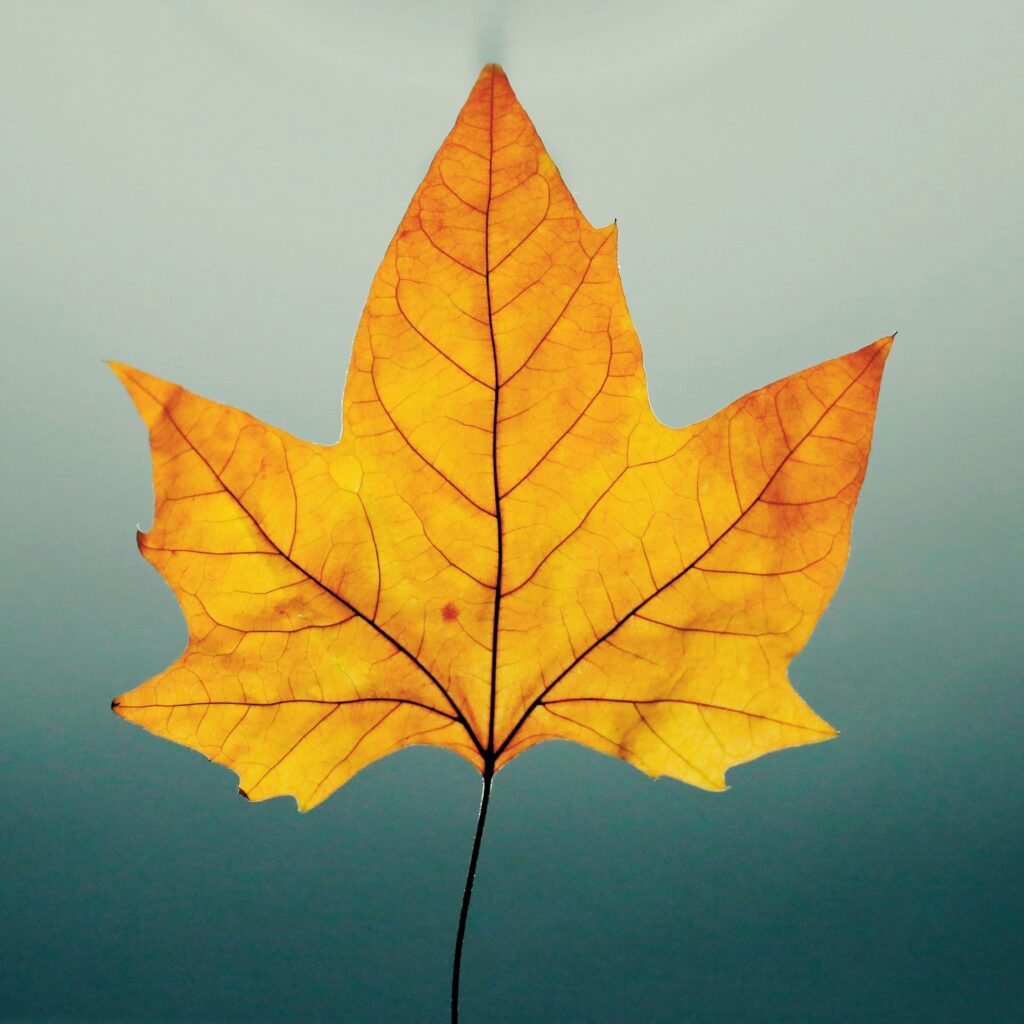 A single golden leaf